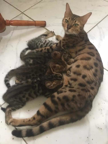 Gato De Bengal