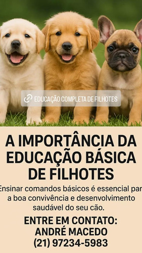 Adestramento E Educação Completa De Filhotes Rj