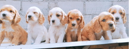 Cocker Spaniel Ingles 250 