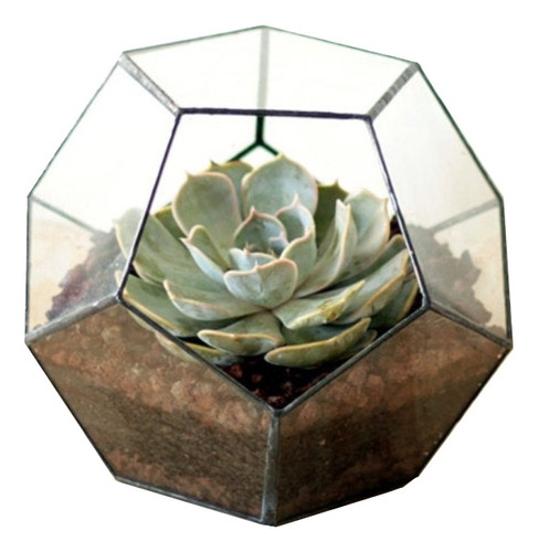 Maceta Terrario Vidrio Para Cactus Y Suculentas Vitro