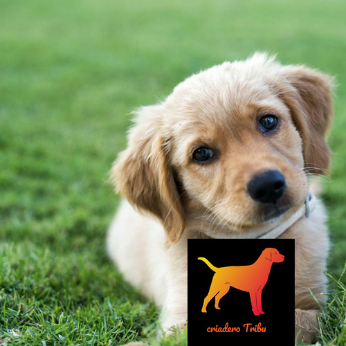 Golden Retriever 100% Puros En Criadero Tribu, Soy Guada