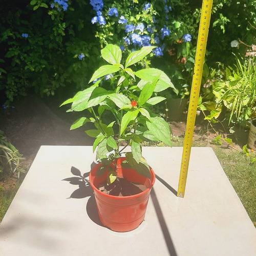 Imagen 2 de 2 de Planta Gota De Sangre Ruellia Brevifolia Petunia Silvestre