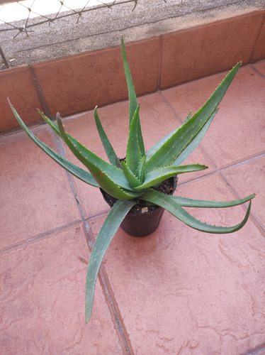 Planta De Aloe Vera Barbadensis Comestible Medicinal M12