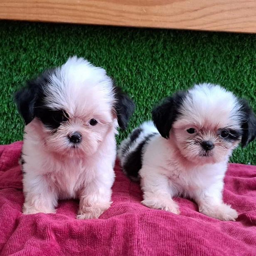 Cachorros Shih Tzu Vacunados Al Día, Desparasitados Pedigree