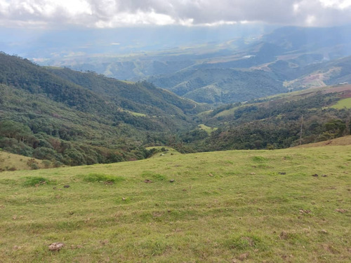 Imagen 10 de 21 de N.m. En Venta Finca En La Grita 1.500$ La Hectárea