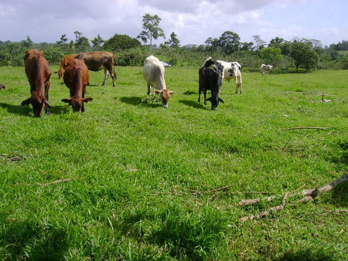 Imagen 4 de 14 de Venta De Hermosa Finca