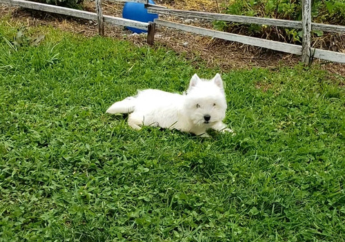Westy Terrier Exclusivos