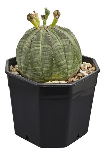  Cactus - Euphorbia Obesa