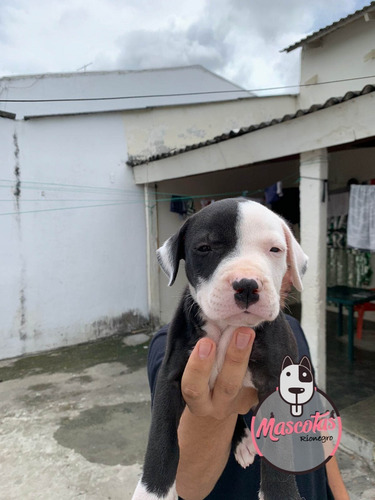 Imagen 2 de 2 de Pitbull Bully Precio Especial