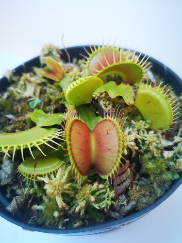Planta Carnívora Venus Atrapamoscas Dionaea Muscipula B52