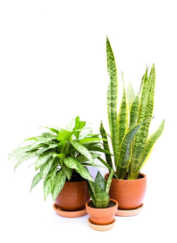 Plantas De Interior En Maceta Sansevieria Combo Pack