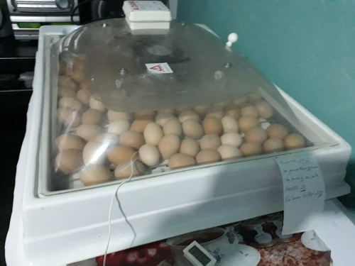 Imagen 1 de 5 de Huevos Para Incubar Granja Peyrano