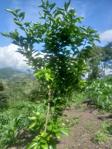 Finca En Vereda Torres En Guayabal De Siquima