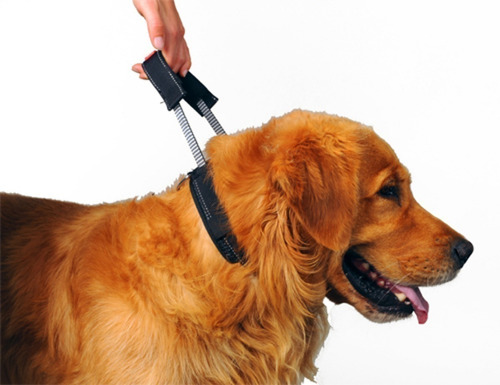 Collar Patentopet Con Correa Corta Retractil Para Perros