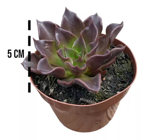 produto ls078 echeveria colorata ice - Página 22 - Busca na Lovely