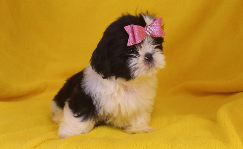 Criador Das Raças Shih Tzu, Pug E Bulldog Francês.