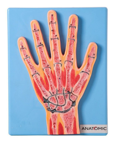 Anatomia Da Secção Mediana Da Articulação Da Mão
