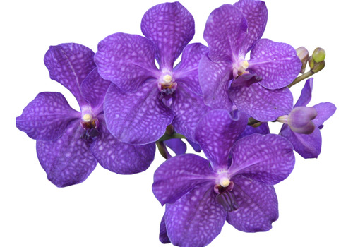 Orquídea Vanda, Thyrsiflorum Y Lycaste Aromática