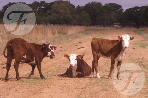 Campo Mixto En Venta - 2.270 Ha En Corrientes Con Gran Potencial Productivo