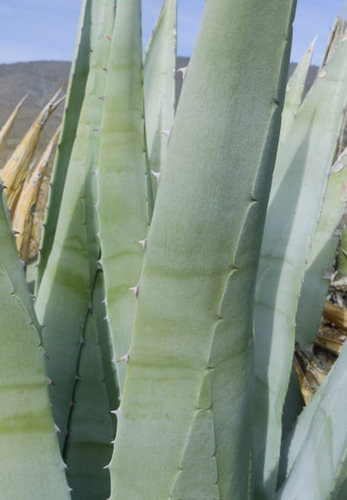 Agave Del Desierto O Agave Deserti