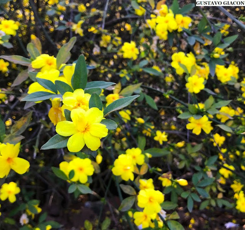 100 Sementes Jasmim Amarelo Com Manual De Cultivo