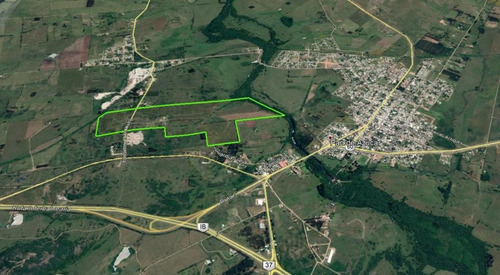 Imagen 11 de 13 de Olivos, En Pan De Azúcar, Ruta 9