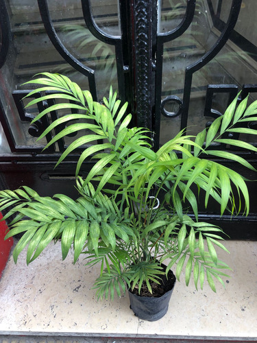 Platnta Interior Chamadeorea Pacaya O Palmera De Salón