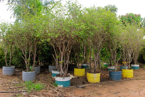 Muda De Jabuticaba Hibrida ( 4 Anos Produzindo)