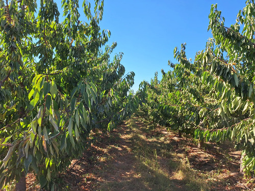 Venta De Campo Agrícola En Sagrada Familia 72.387-cam