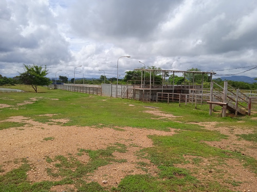 Imagen 25 de 25 de Finca Venta Lara Acarigua En Venta (gamelotal) De 251 Hectareas