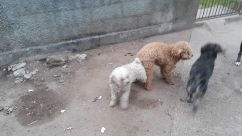 Imagen 6 de 10 de Caniches Toy Vendo O Permuto