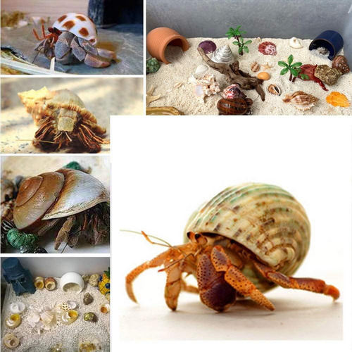 15 Conchas De Cangrejo Ermitaño (7 Tipos) Conchas De Cangrej