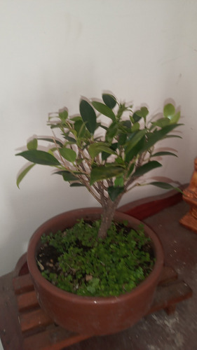 Bonsai De Tiger Bark 3 Años Maceta Cerámica Redonda