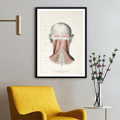 Anatomía Humana 35-36-37-38 Póster Lámina Antiguo Decoración