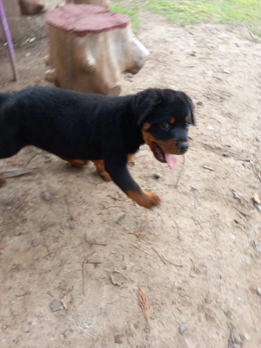 Rottweiler Aleman Padres Puros Alemanes