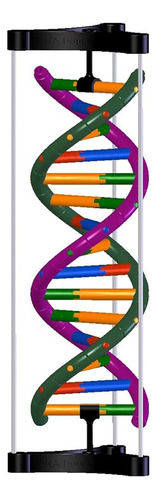 Kit De Enseñanza Modelo Adn Doble Helice 125 X 350 Mm 