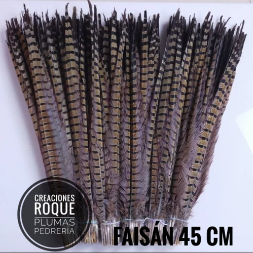 Pluma De Faisán 