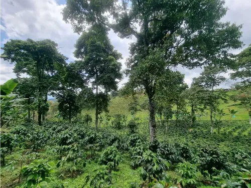 En Venta Finca Cafetera Certificada En Filandia Quindio