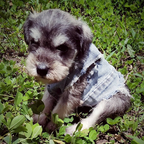 Imagen 6 de 10 de Schnauzer Blancos Y Plata.