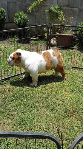 Imagen 3 de 7 de Hermosos Bulldog Ingles