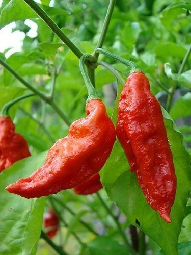 Pimenta Bhut Jalokia Aimoré - 2,50gr De Sementes