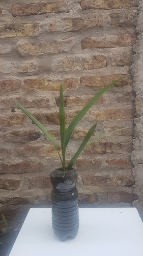 Palmera Datilera De 2 Años