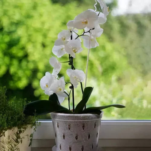 // 5pcs Plastic Pot, Transparent Flowerpot, Succulent Plant,