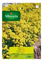 Comprar Semillas Flores - Aliso Amarillo - Envíos