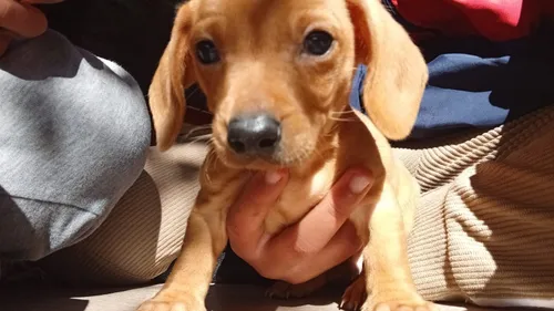 Perro Salchicha