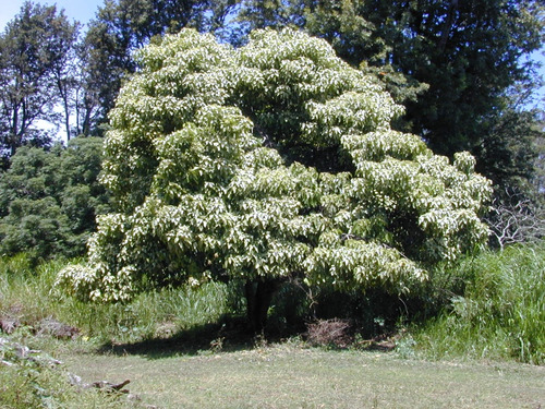 Rarísimas Plantas De Nuez De La India! Aleurites Moluccana