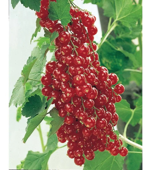 TENGGO Egrow 25 Piezas/Paquete Grosella Negra Semillas Ribes Nigrum Fruit Bonsai para el jardín de su casa Planta 