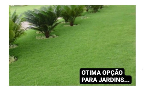 Imagem 2 de 8 de Grama Esmeralda 2 Quilo P/ 2000 Metros Quadrados Manual