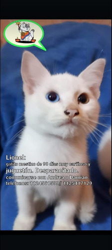 Adopción De 3 Hermosos Gatiitos 1125417129