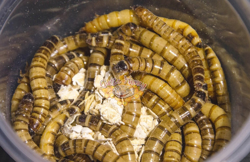300 Larvas De Tenebrio Gigante